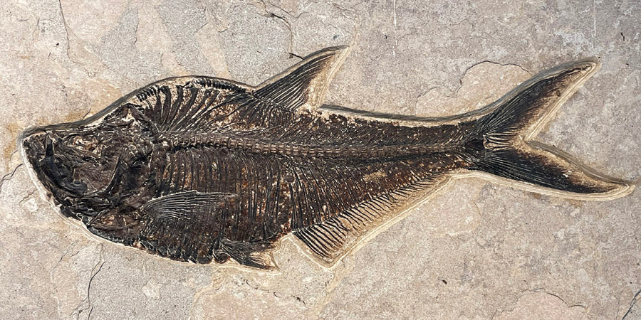 GINORMOUS Diplomystus