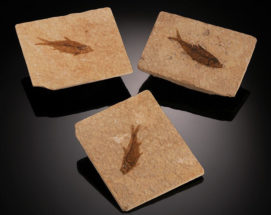 Rectangular Fossil Fish Plate (Best Available)