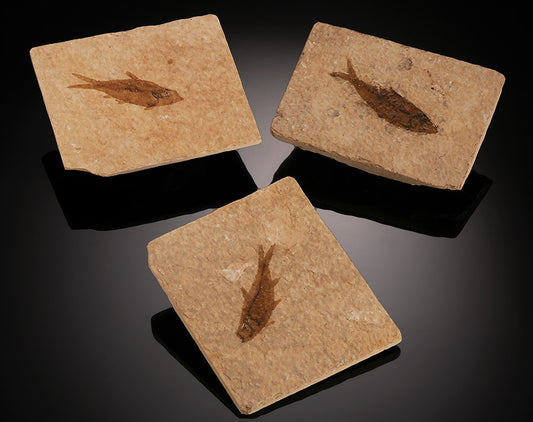 Rectangular Fossil Fish Plate (Best Available)