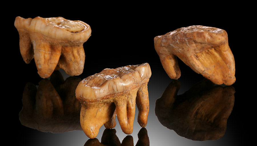 Cave Bear Teeth ($56.50 apiece)
