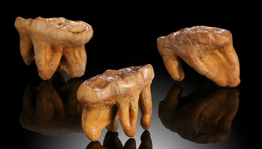 Cave Bear Teeth ($56.50 apiece)