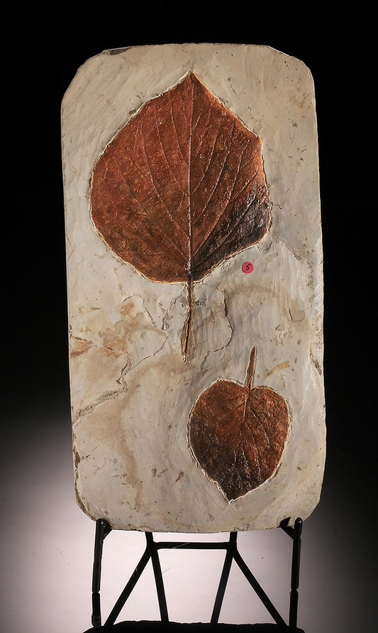 Corylus insignus (Hazelnut) Leaf Fossil (with stand)