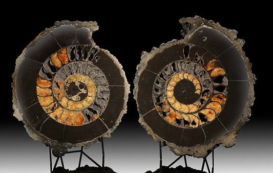 Pyritized Ammonite Pair