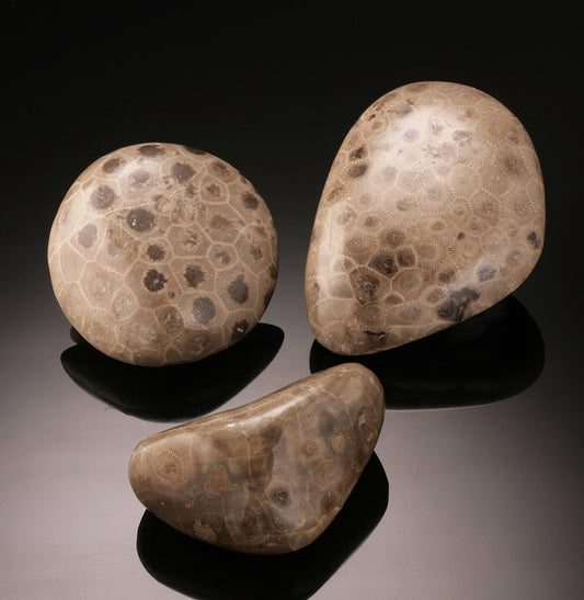 Palm size Petoskey Stones
