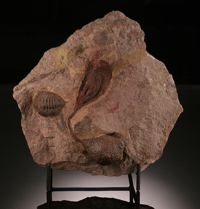 Scyphocrinus Crinoid with Dalmanites Trilobite (with stand)