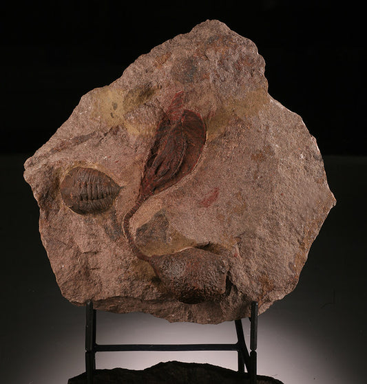 Scyphocrinus Crinoid with Dalmanites Trilobite (with stand)