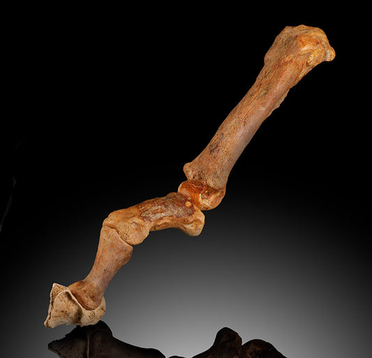 Cave Lion (Panthera leo spelaea)