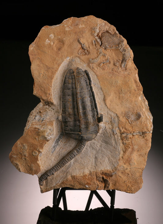 Cupressocrinites Crinoid & Syringopora Coral (with stand)