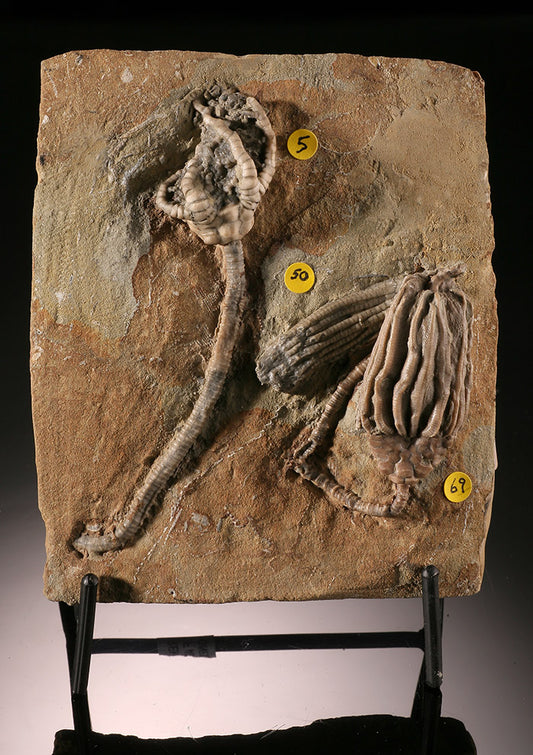 Crinoid Mortality Plate- Indiana, USA (with stand)