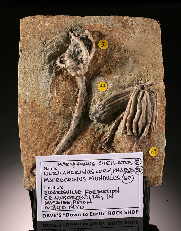 Crinoid Mortality Plate- Indiana, USA (with stand)