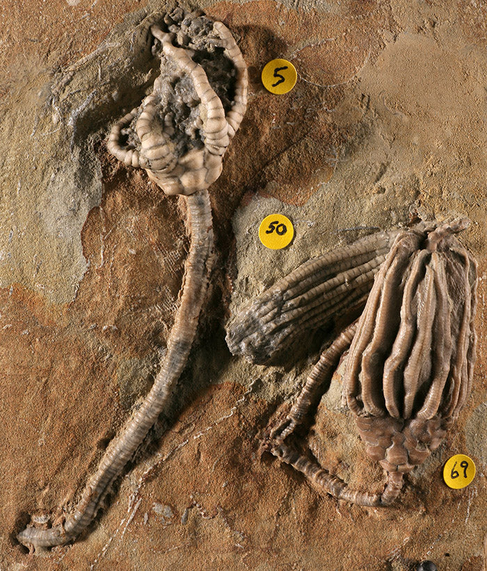Crinoid Mortality Plate- Indiana, USA (with stand)