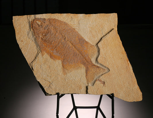 Phareodus Fossil Fish Plate (with stand)