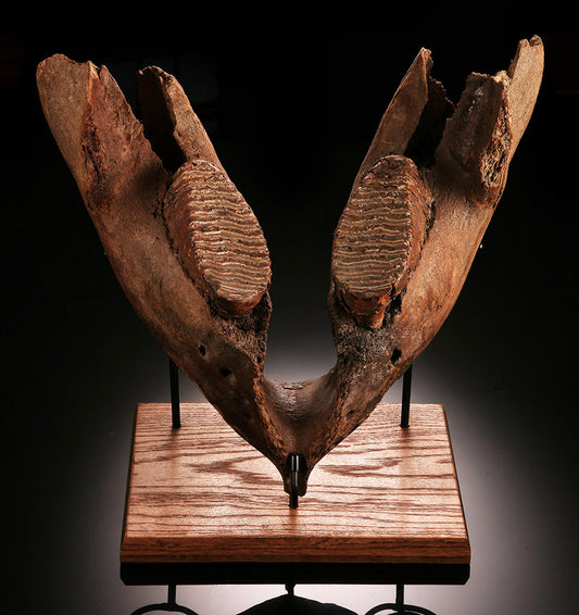 Juvenile Woolly Mammoth Mandible with Molars
