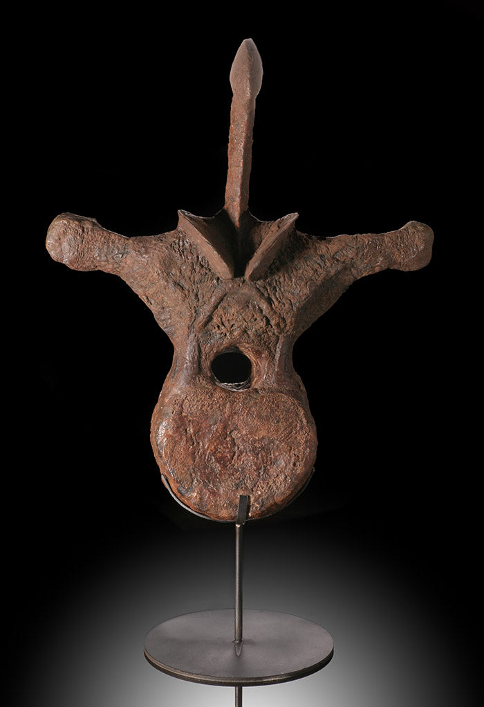 Large Triceratops Vertebrae