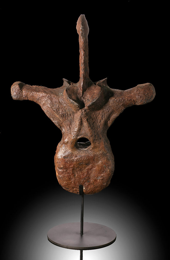 Large Triceratops Vertebrae