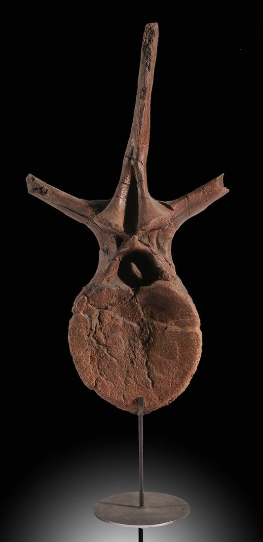 Edmontosaurus Dorsal Vertebra