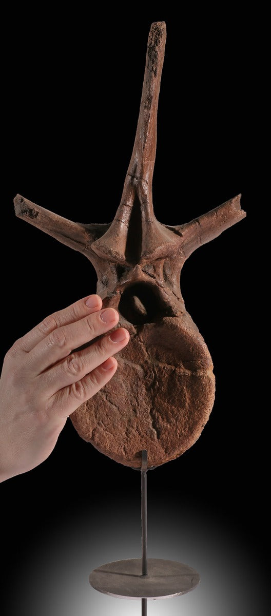 Edmontosaurus Dorsal Vertebra