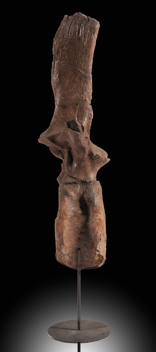 Edmontosaurus Dorsal Vertebra
