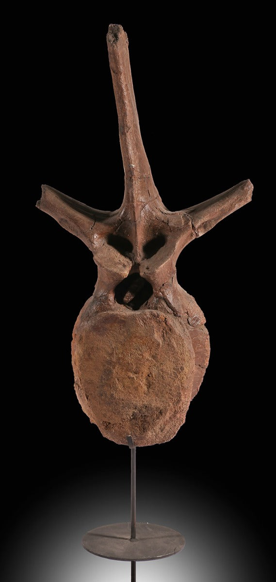 Edmontosaurus Dorsal Vertebra