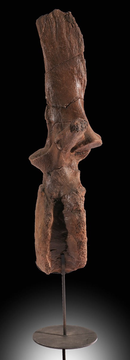 Edmontosaurus Dorsal Vertebra