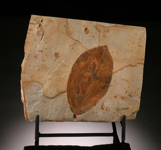Cornus hyperborean Fossil Leaf (with stand)