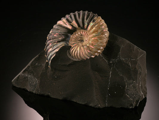 Deshayesites deshayesi Ammonites, Russia