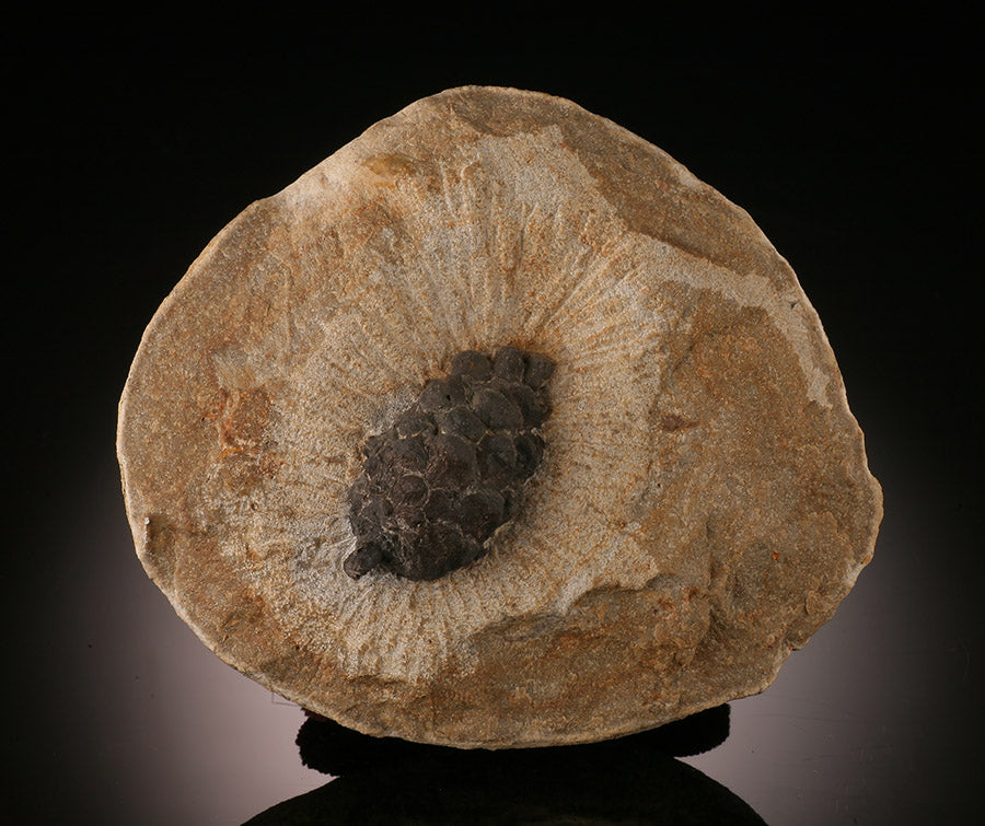 Fossil Pine Cone