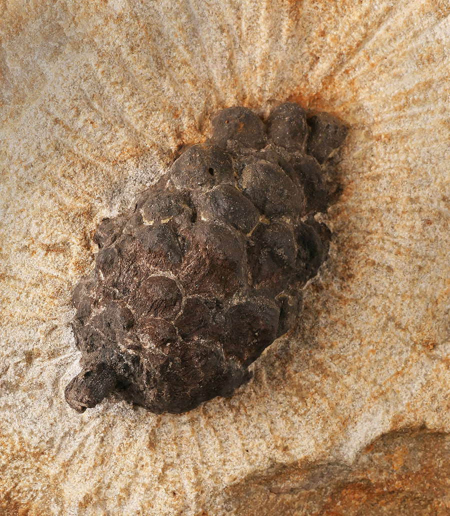 Fossil Pine Cone