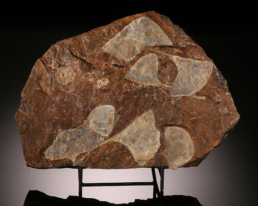 Double Sided Ginkgo Fossil Plate (with stand)