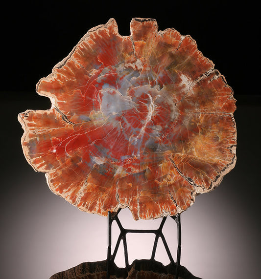 11" Petrified Wood Slab, Arizona (with stand)
