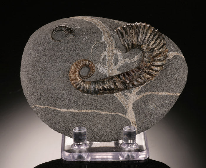 Acrioceras Uncoiled Ammonite (with stand)