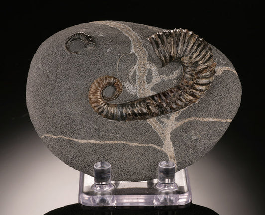 Acrioceras Uncoiled Ammonite (with stand)