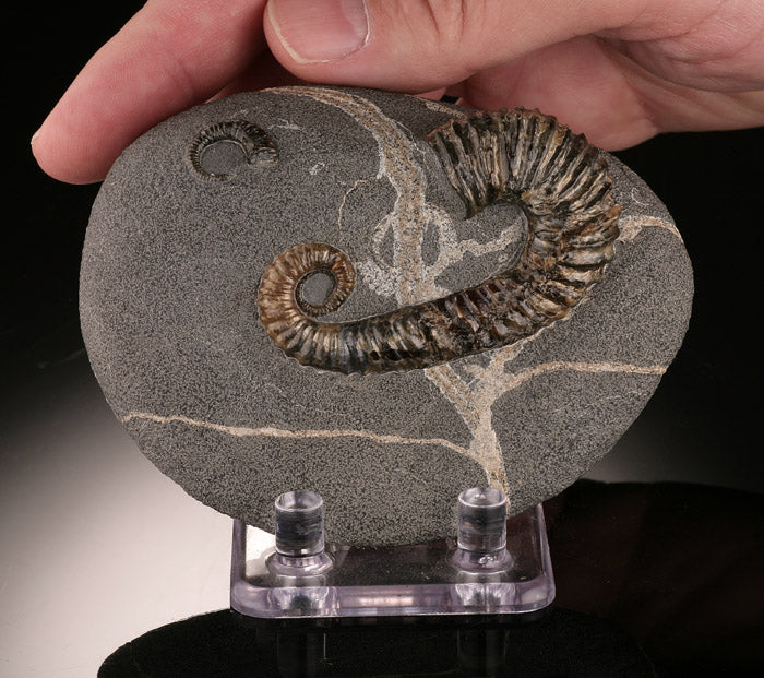 Acrioceras Uncoiled Ammonite (with stand)