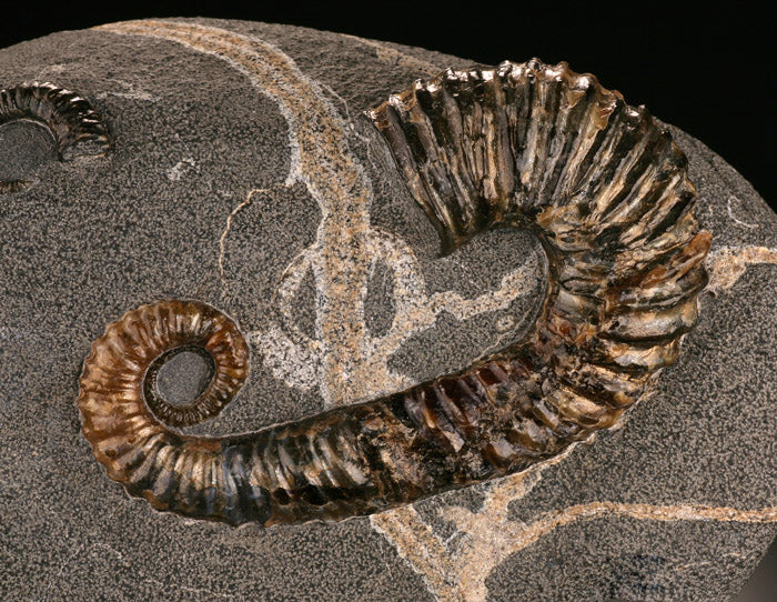 Acrioceras Uncoiled Ammonite (with stand)