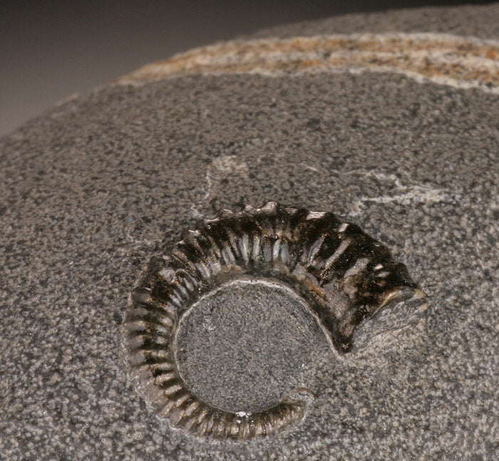Acrioceras Uncoiled Ammonite (with stand)
