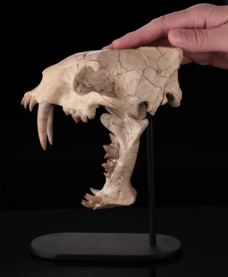 Museum Grade Hoplophoneus Skull