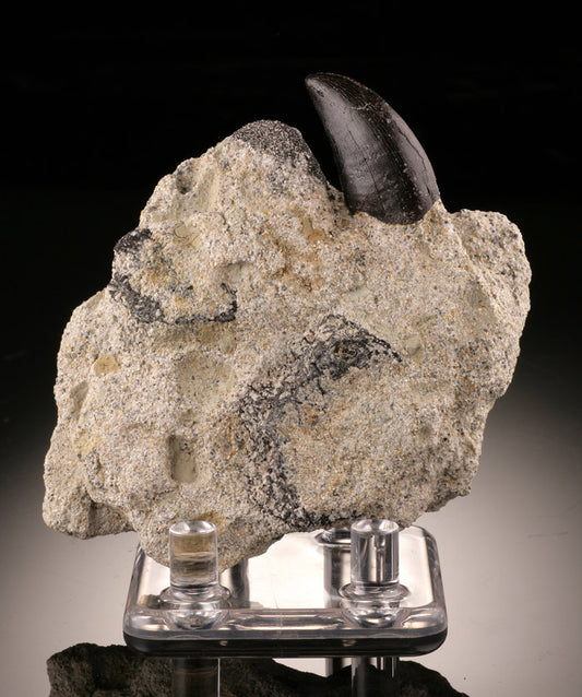 Allosaurus Tooth in Matrix