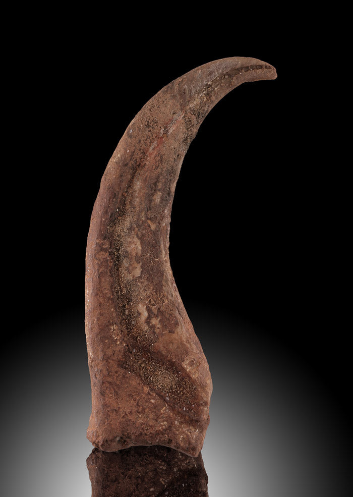 Deltadromeus agilis Claw