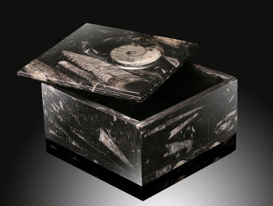 Square Ammonite Box (Best Available)
