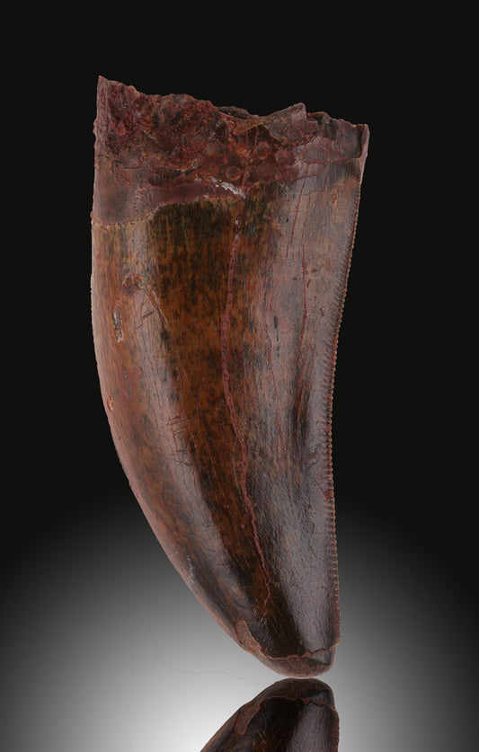 Carcharodontosaurus Tooth (2-1/4")