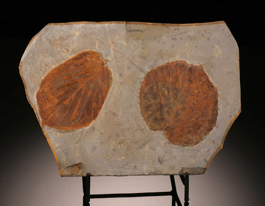 Fossil Leaf Plate (with stand)