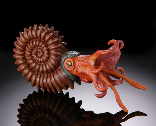 Ammonite by Safari