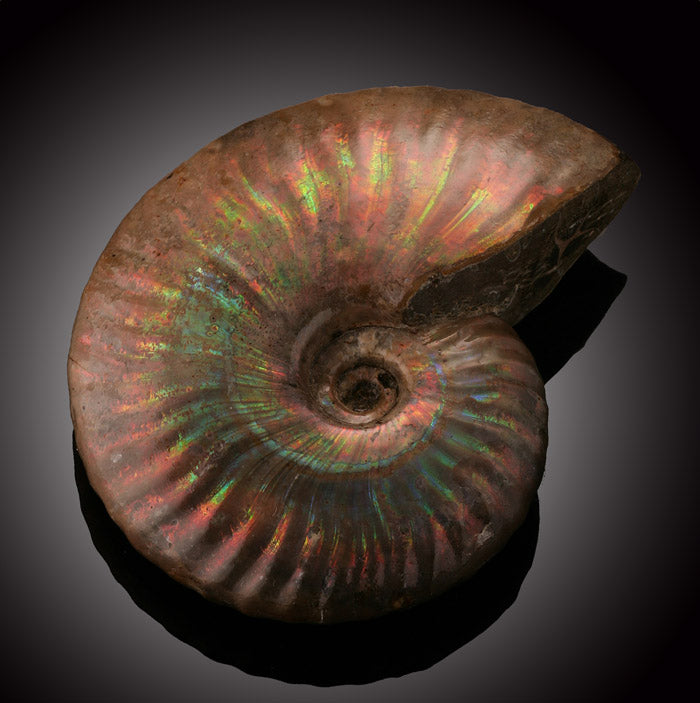 Ammonite- Mahajanga, Madagascar