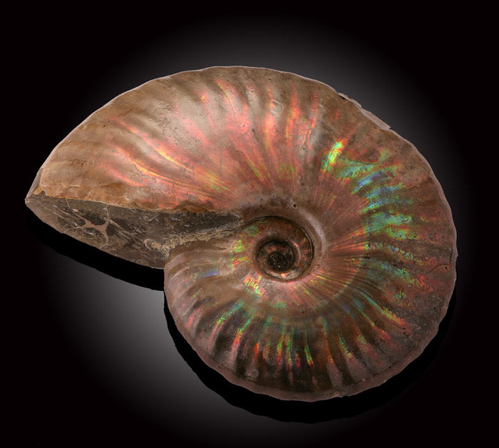Ammonite- Mahajanga, Madagascar