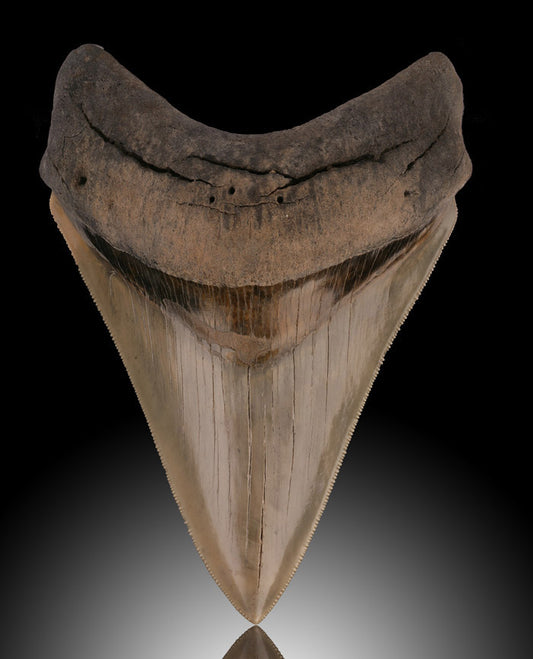 Megalodon Tooth, South Carlolina
