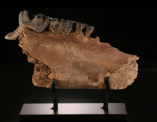 Woolly Rhino Jaw