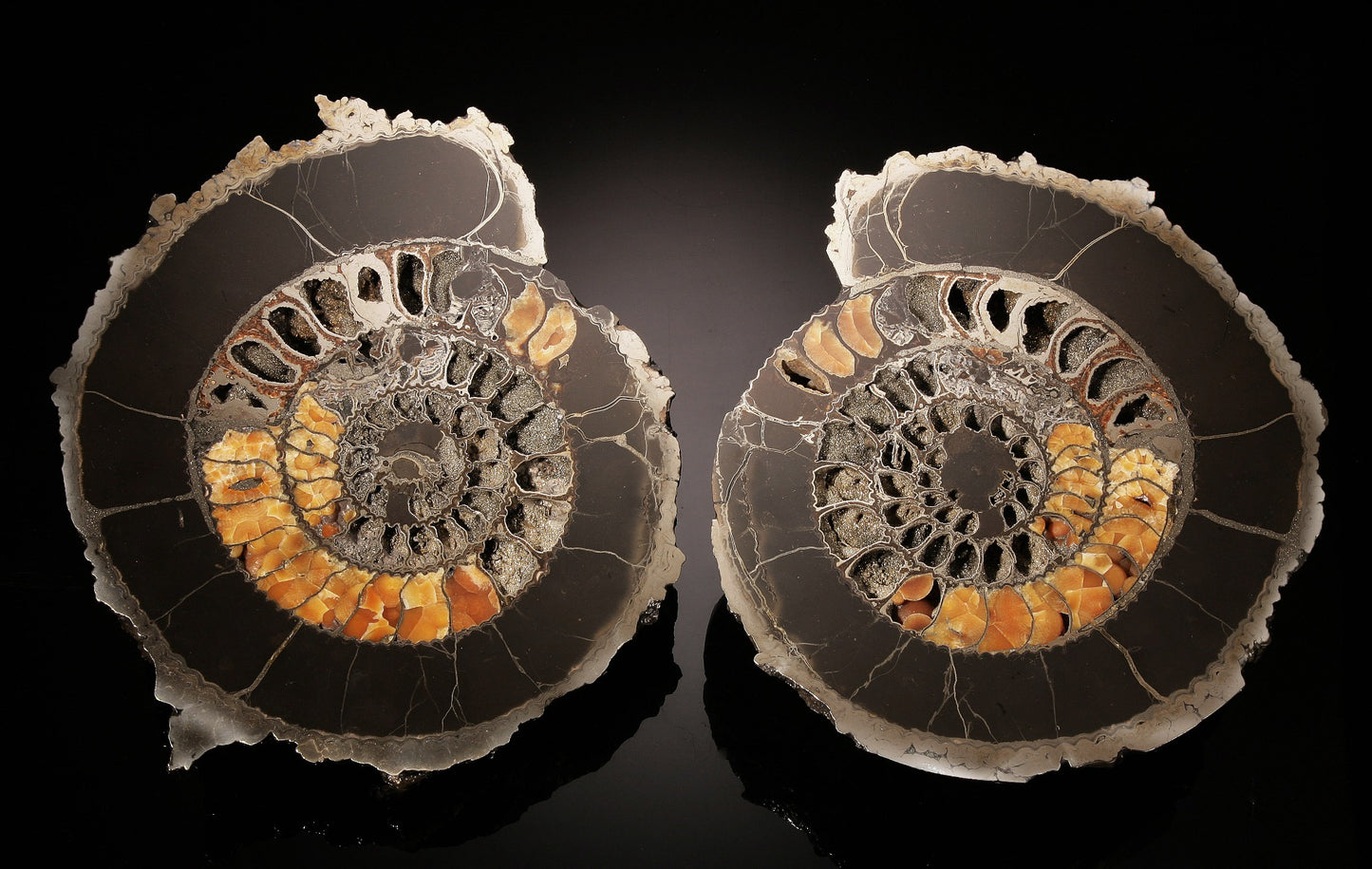 11-1/2" Pyritized Ammonite Pair