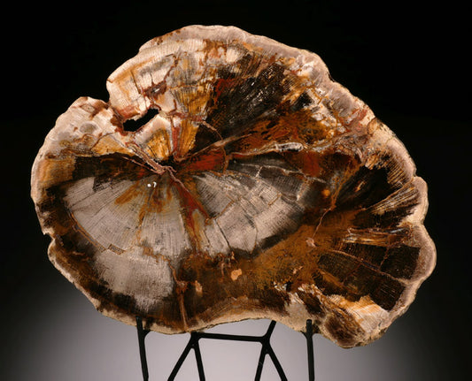 Petrified Wood Slab, Madagascar (with stand)