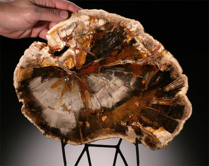 Petrified Wood Slab, Madagascar (with stand)