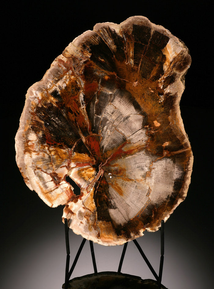 Petrified Wood Slab, Madagascar (with stand)